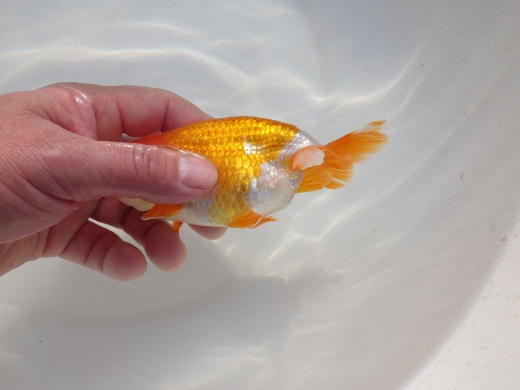 【二歳らんちゅう】綺麗な柄の更紗らんちゅう 約13㎝ オス?