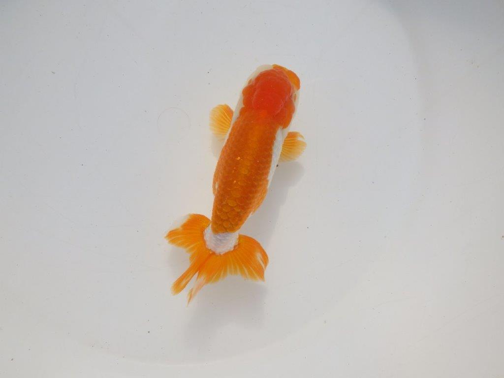 【二歳らんちゅう】綺麗な柄の更紗らんちゅう 約13㎝ オス?