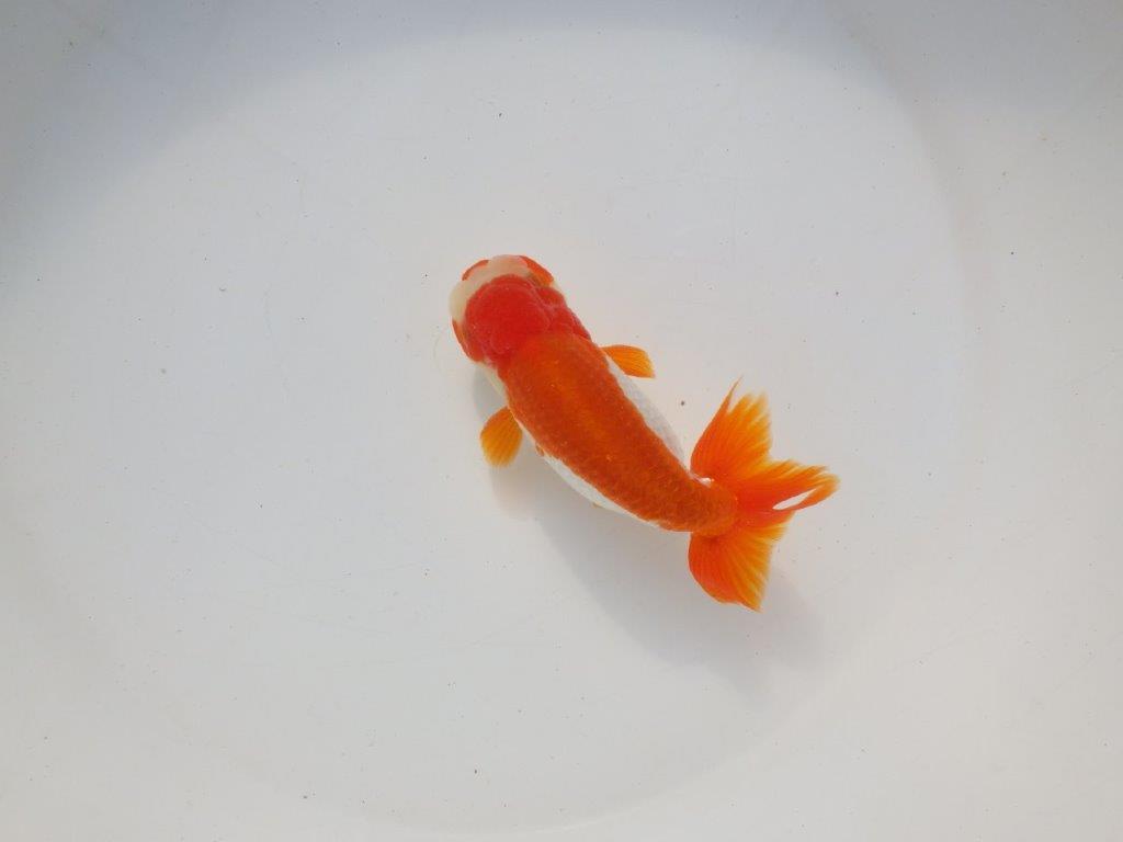 【二歳らんちゅう】色艶の良い更紗らんちゅう 約13㎝ オス?