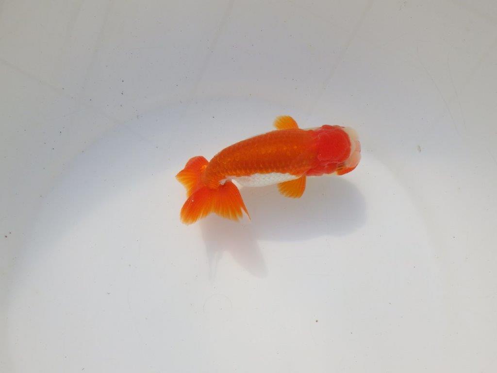 【二歳らんちゅう】色艶の良い更紗らんちゅう 約13㎝ オス?