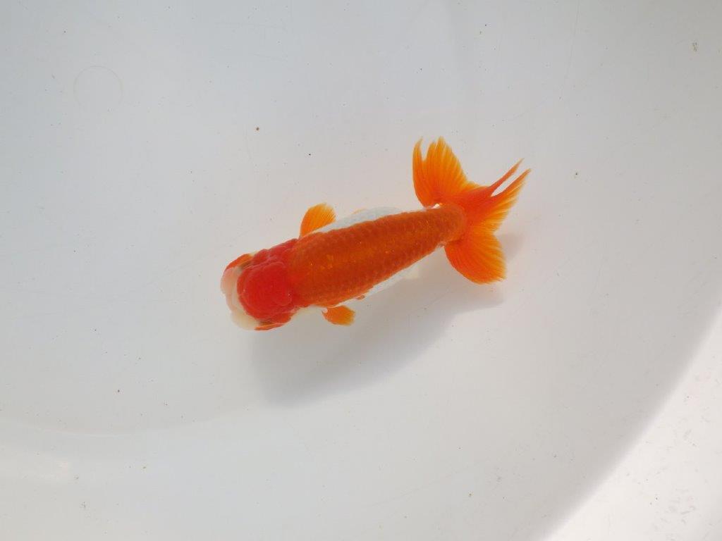 【二歳らんちゅう】色艶の良い更紗らんちゅう 約13㎝ オス?