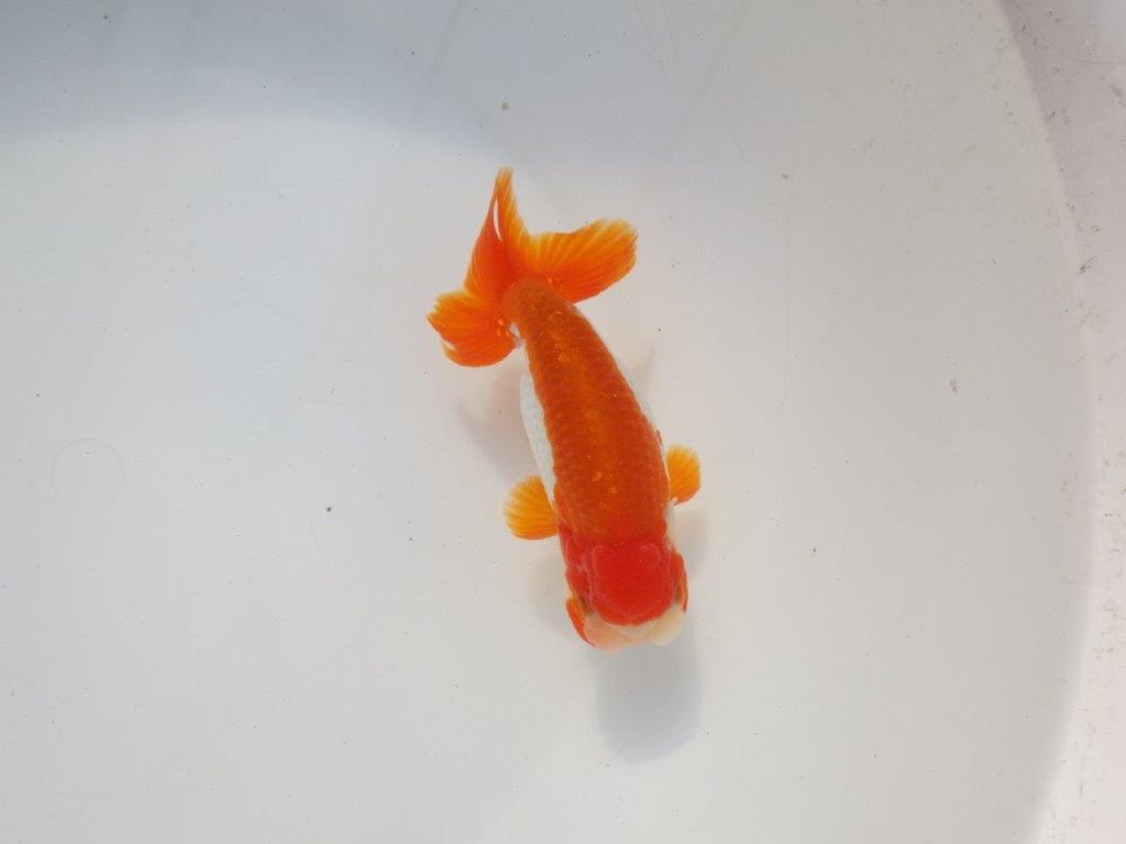 【二歳らんちゅう】色艶の良い更紗らんちゅう 約13㎝ オス?