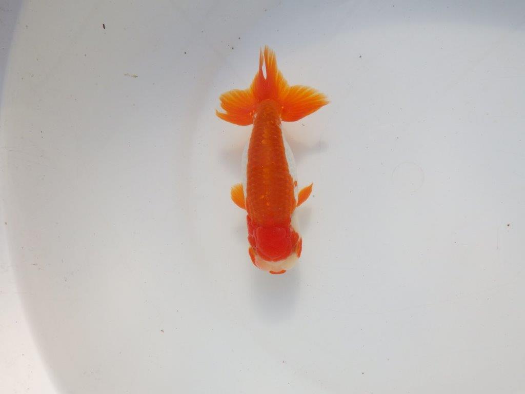 【二歳らんちゅう】色艶の良い更紗らんちゅう 約13㎝ オス?