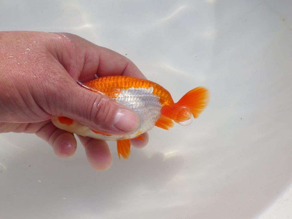 【二歳らんちゅう】色艶の良い更紗らんちゅう 約13㎝ オス?