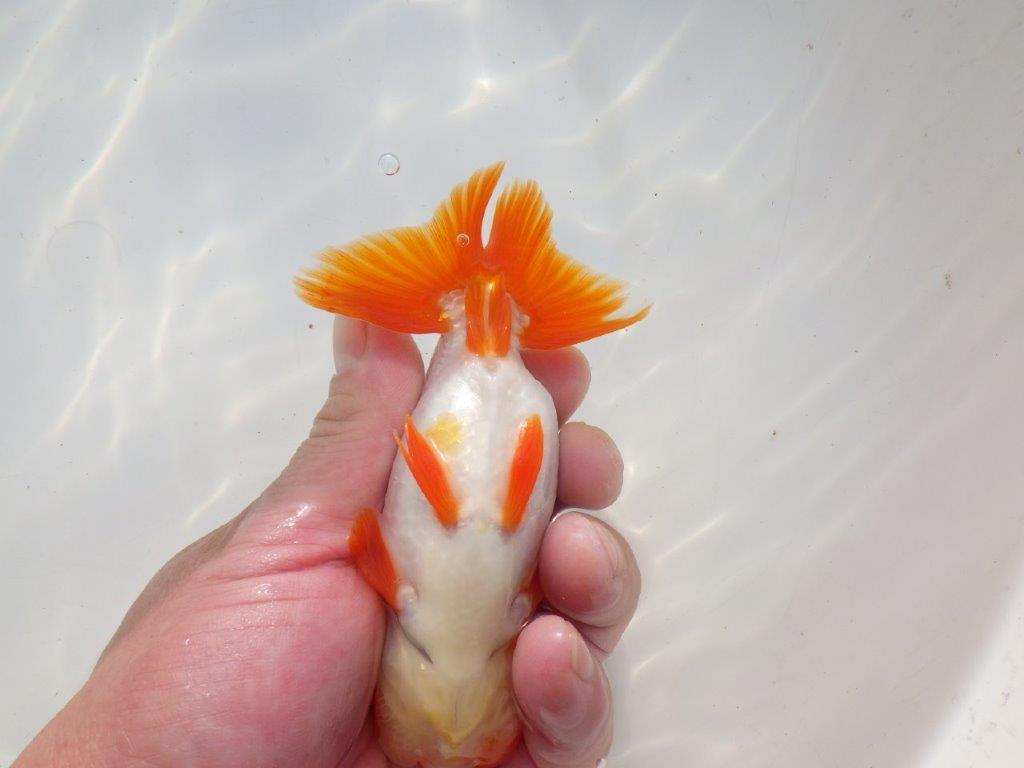 【二歳らんちゅう】色艶の良い更紗らんちゅう 約13㎝ オス?