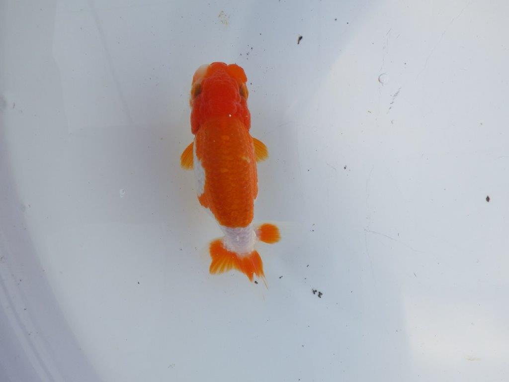 【二歳らんちゅう】背も綺麗で色艶の良い更紗らんちゅう　約13㎝ メス？