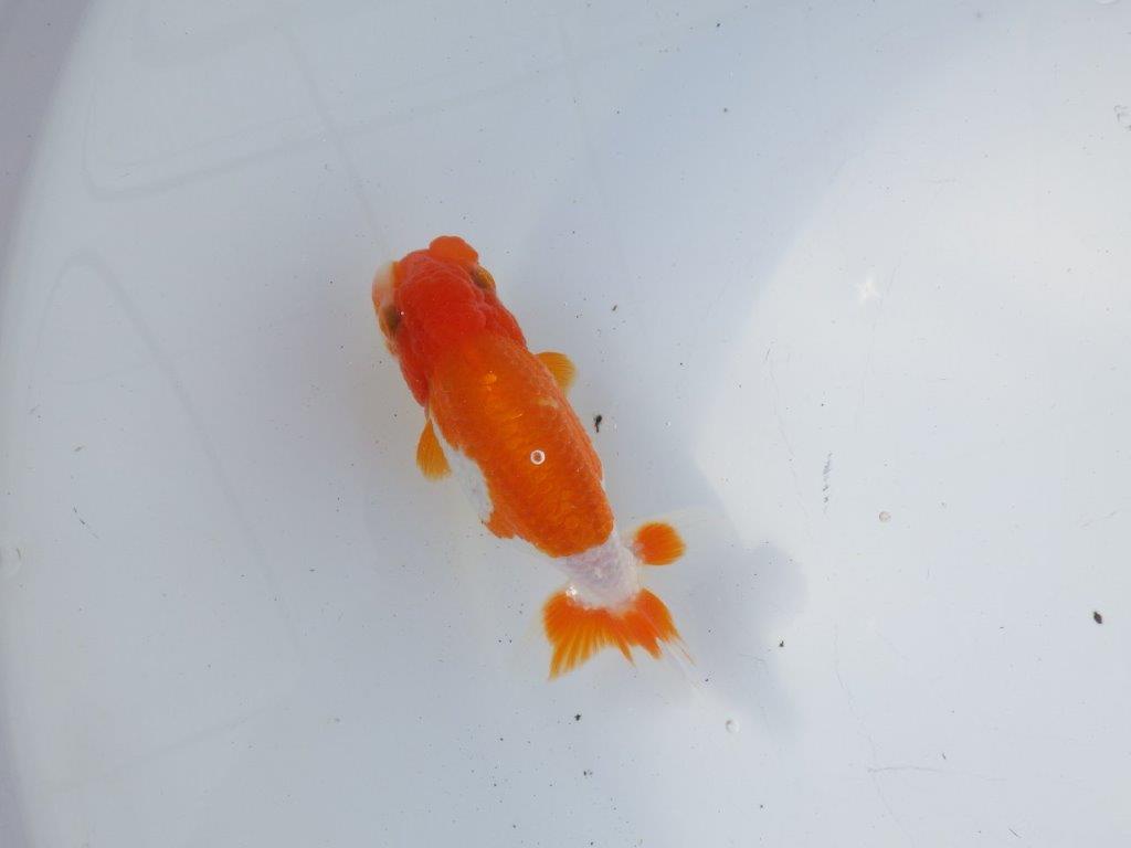 【二歳らんちゅう】背も綺麗で色艶の良い更紗らんちゅう　約13㎝ メス？