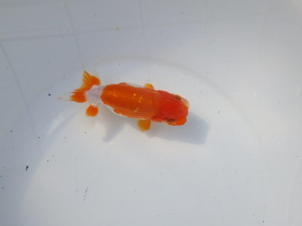 【二歳らんちゅう】背も綺麗で色艶の良い更紗らんちゅう　約13㎝ メス？