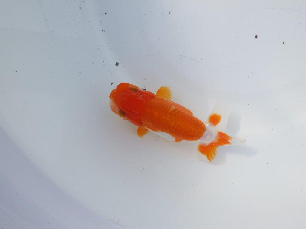 【二歳らんちゅう】背も綺麗で色艶の良い更紗らんちゅう　約13㎝ メス？