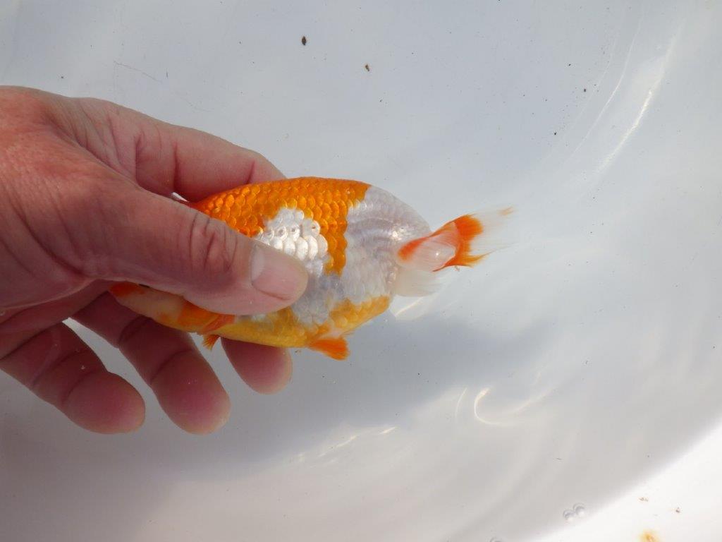 【二歳らんちゅう】背も綺麗で色艶の良い更紗らんちゅう　約13㎝ メス？