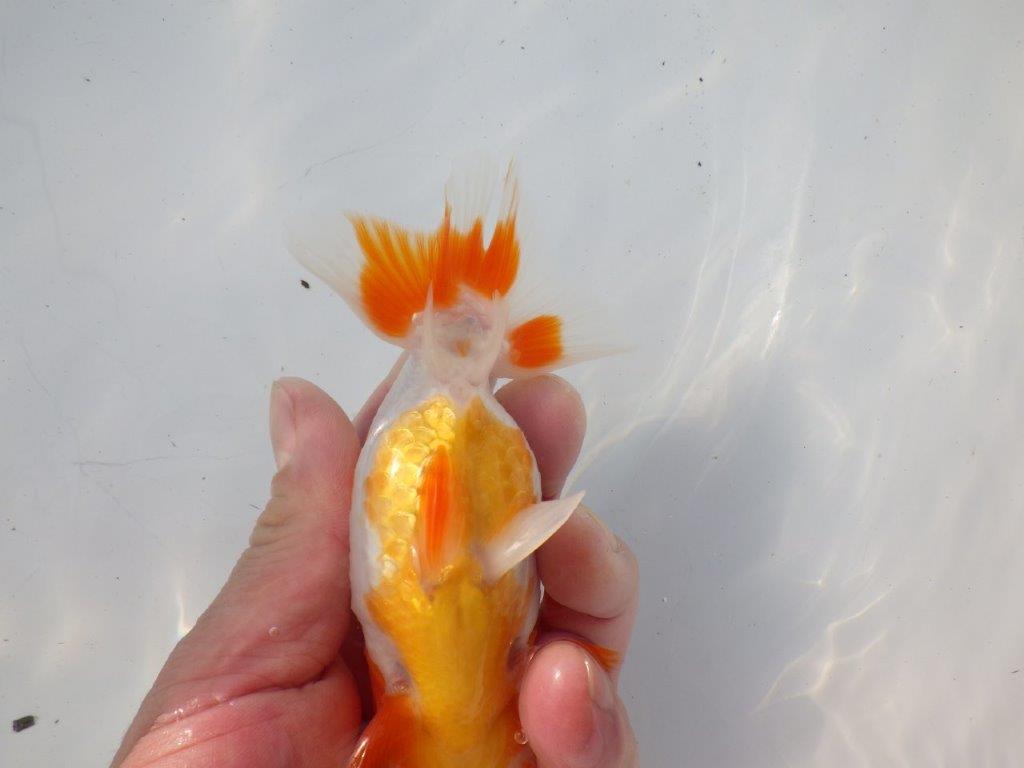 【二歳らんちゅう】背も綺麗で色艶の良い更紗らんちゅう　約13㎝ メス？