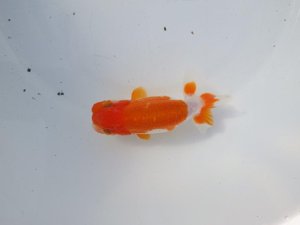 【二歳らんちゅう】背も綺麗で色艶の良い更紗らんちゅう　約13㎝ メス？