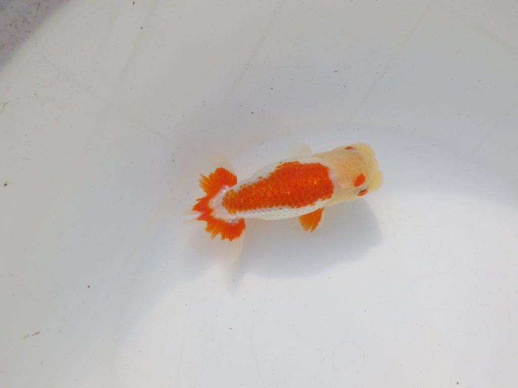 【二歳らんちゅう】背も綺麗で派手な更紗らんちゅう　約12,5㎝ オス？