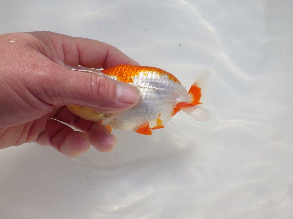 【二歳らんちゅう】背も綺麗で派手な更紗らんちゅう　約12,5㎝ オス？