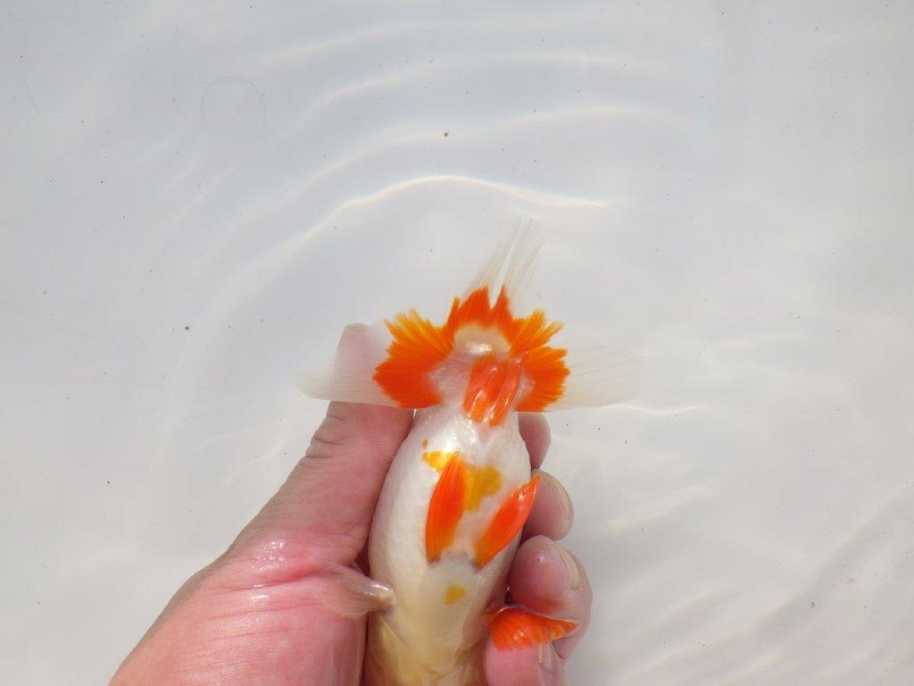 【二歳らんちゅう】背も綺麗で派手な更紗らんちゅう　約12,5㎝ オス？