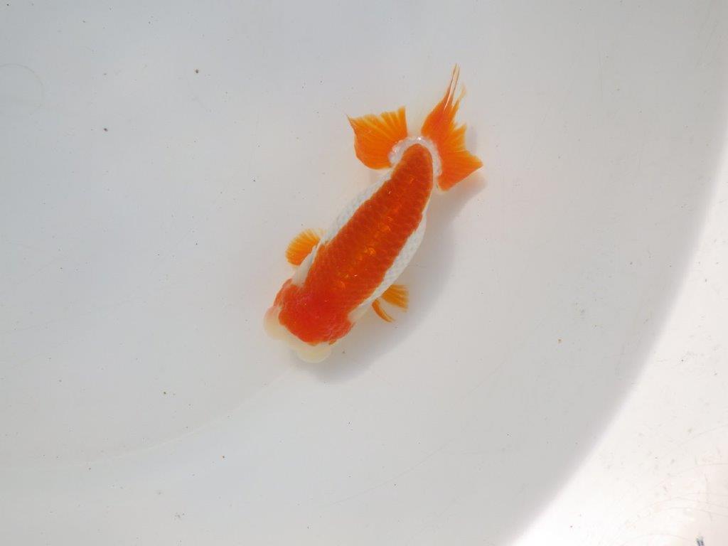 【二歳らんちゅう】映える派手な更紗らんちゅう 約12,5㎝ メス?