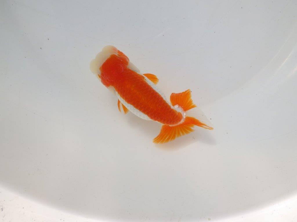 【二歳らんちゅう】映える派手な更紗らんちゅう 約12,5㎝ メス?