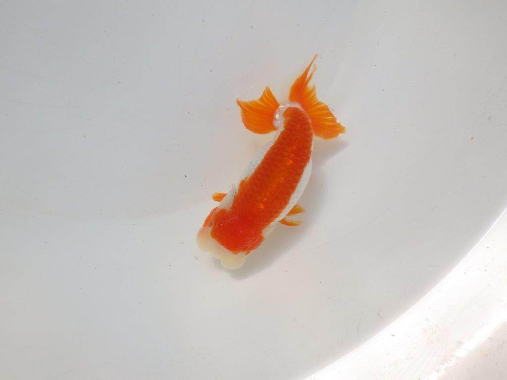 【二歳らんちゅう】映える派手な更紗らんちゅう 約12,5㎝ メス?