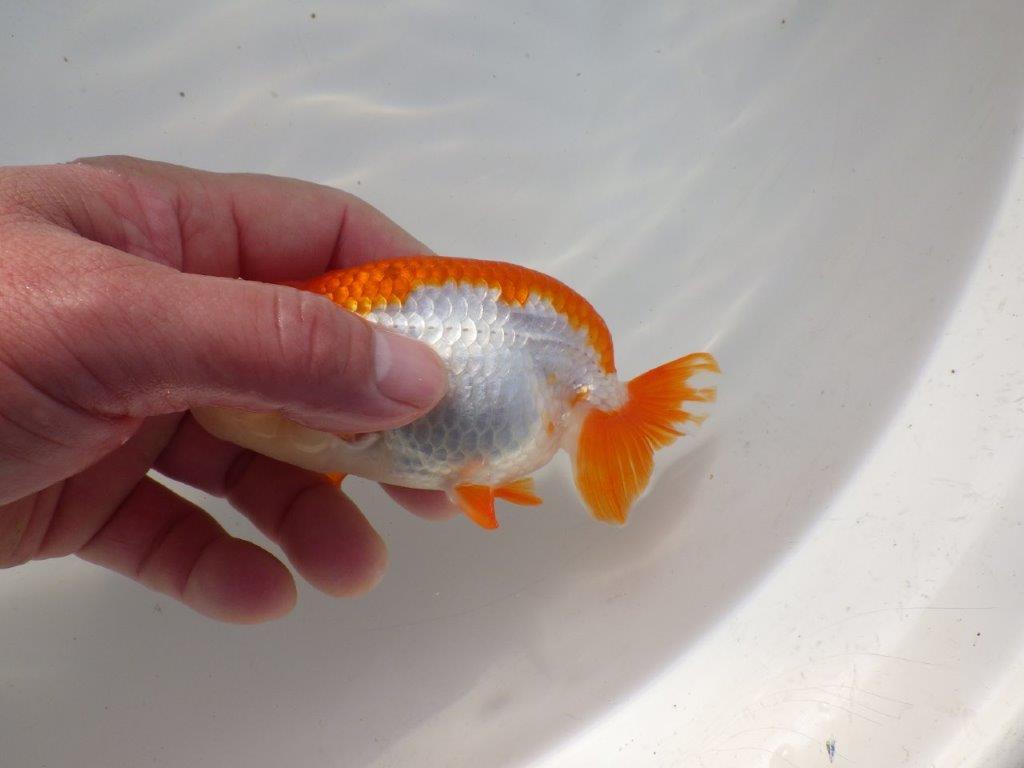 【二歳らんちゅう】映える派手な更紗らんちゅう 約12,5㎝ メス?