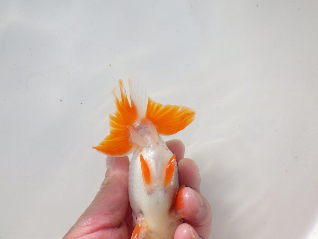 【二歳らんちゅう】映える派手な更紗らんちゅう 約12,5㎝ メス?