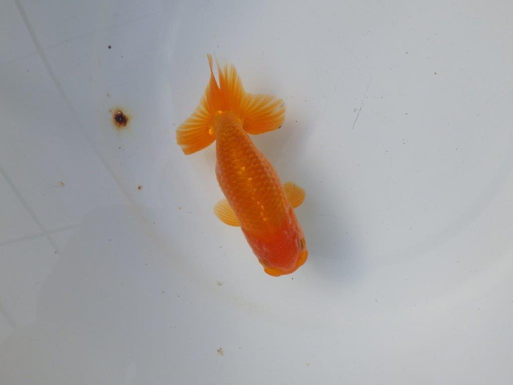 【 愛知超優良系統様】 尾が大きく背も綺麗 当歳らんちゅう 四ッ尾 二本舵 約12,5㎝ オス?