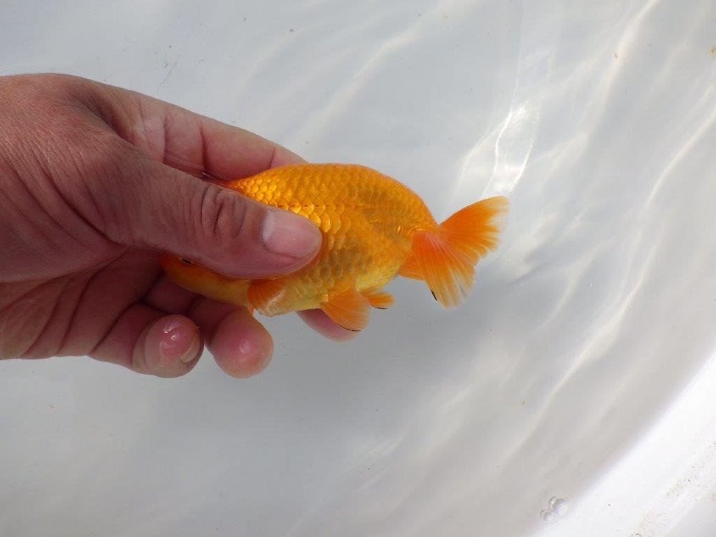 【 愛知超優良系統様】 尾が大きく背も綺麗 当歳らんちゅう 四ッ尾 二本舵 約12,5㎝ オス?