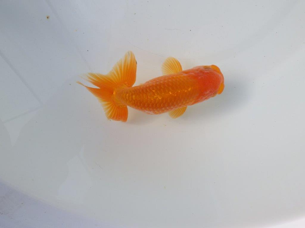 【 愛知超優良系統様】 尾が大きく背も綺麗 当歳らんちゅう 四ッ尾 二本舵 約12,5㎝ オス?