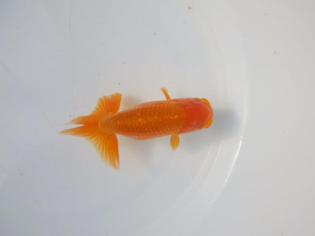 【 愛知超優良系統様】 尾が大きく背も綺麗 当歳らんちゅう 四ッ尾 二本舵 約12,5㎝ オス?