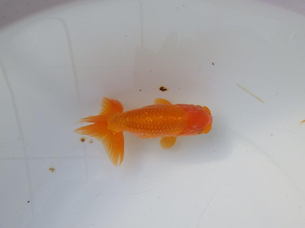 【 愛知超優良系統様】 尾が大きく背も綺麗 当歳らんちゅう 四ッ尾 二本舵 約12,5㎝ オス?