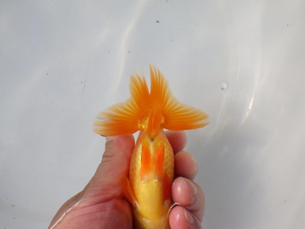 【 愛知超優良系統様】 尾が大きく背も綺麗 当歳らんちゅう 四ッ尾 二本舵 約12,5㎝ オス?