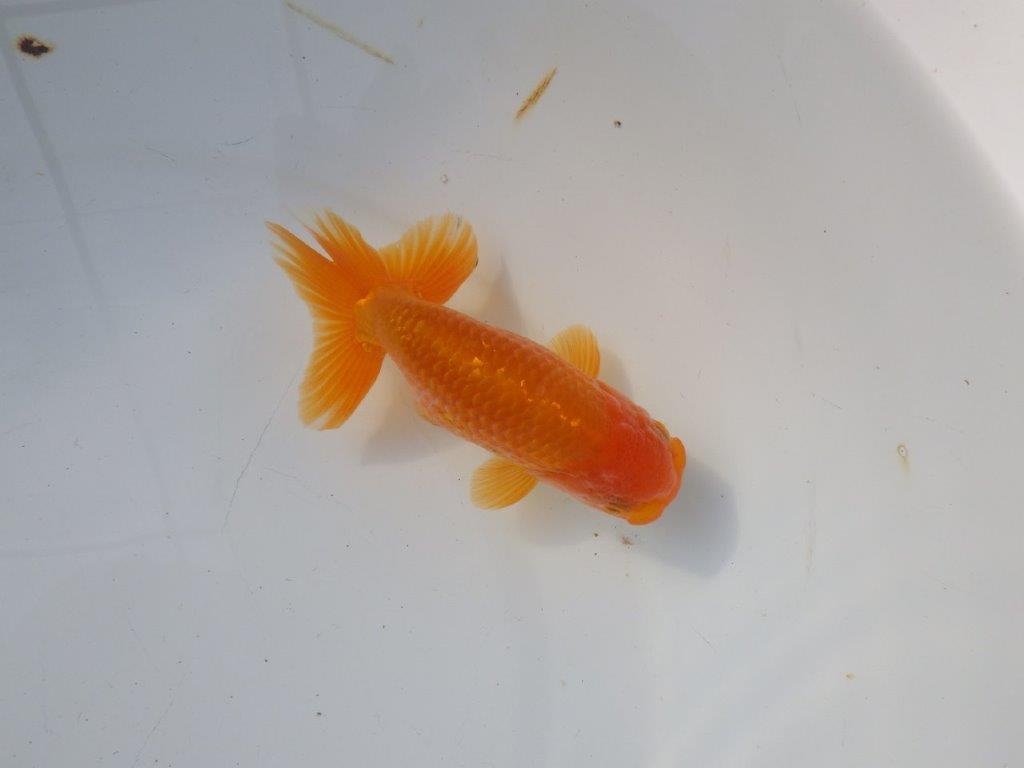 【 愛知超優良系統様】 尾が大きく背も綺麗　当歳らんちゅう　四ッ尾　二本舵　約12,5㎝  オス？の上身