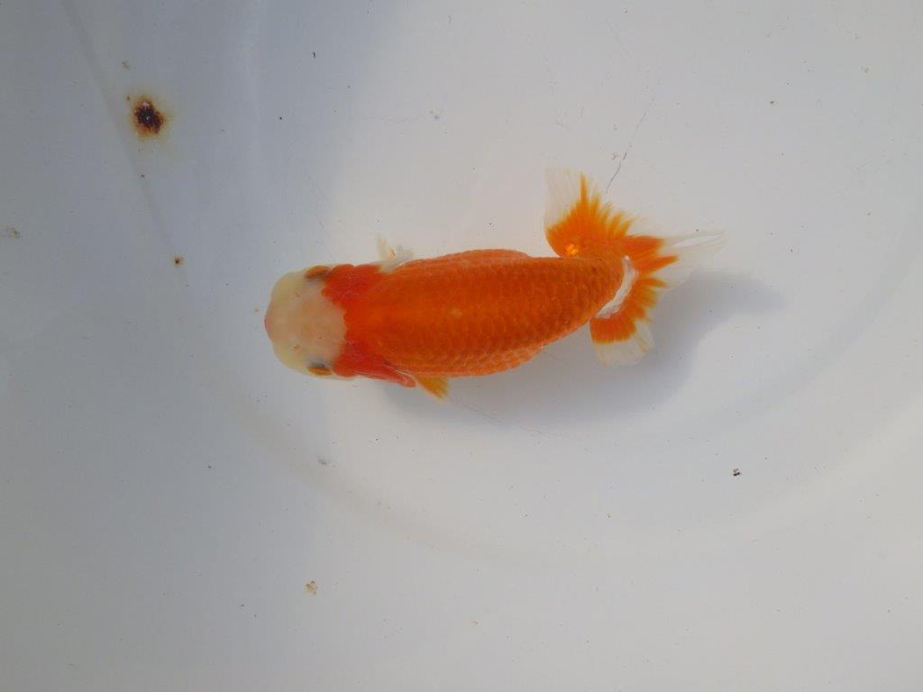 【 愛知超優良系統様】 背も綺麗です 当歳らんちゅう 四ッ尾 二本舵 約13㎝ メス?