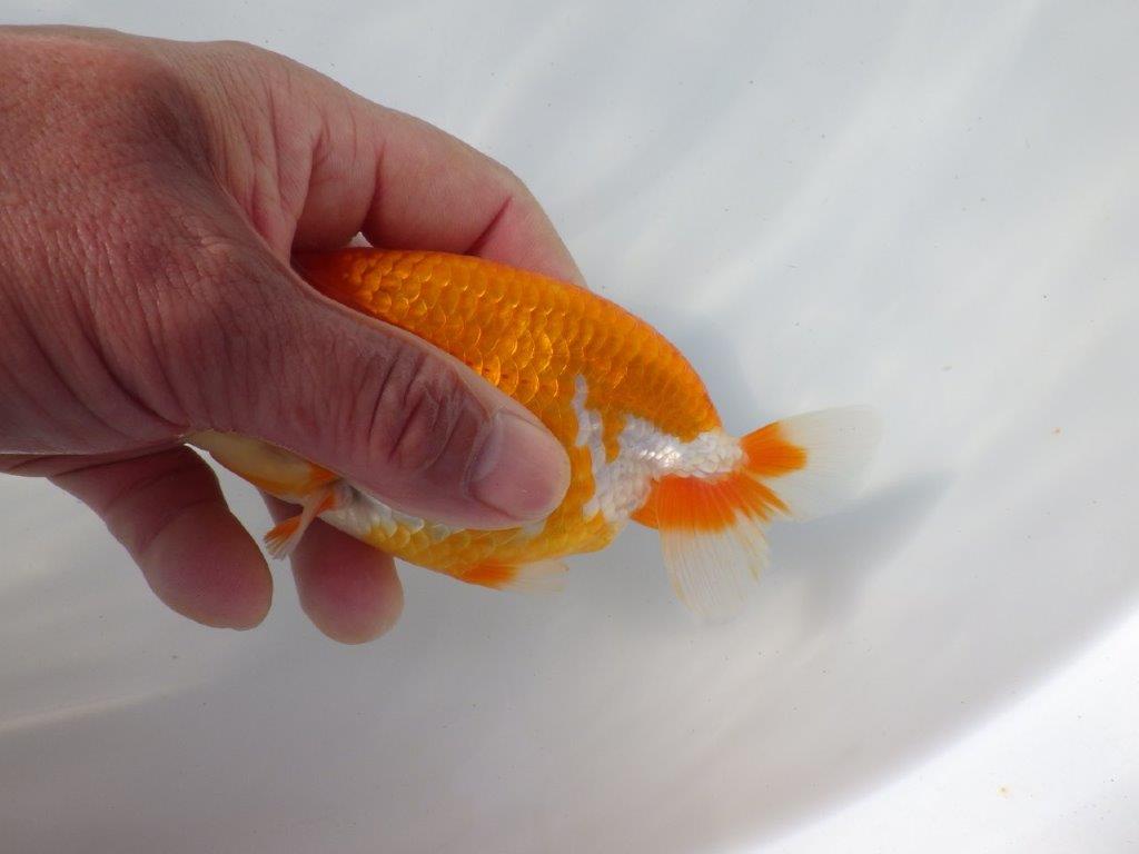 【 愛知超優良系統様】 背も綺麗です 当歳らんちゅう 四ッ尾 二本舵 約13㎝ メス?