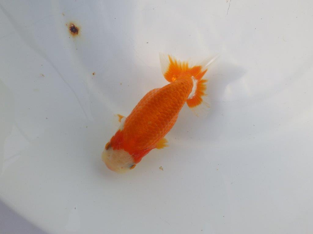 【 愛知超優良系統様】 背も綺麗です 当歳らんちゅう 四ッ尾 二本舵 約13㎝ メス?