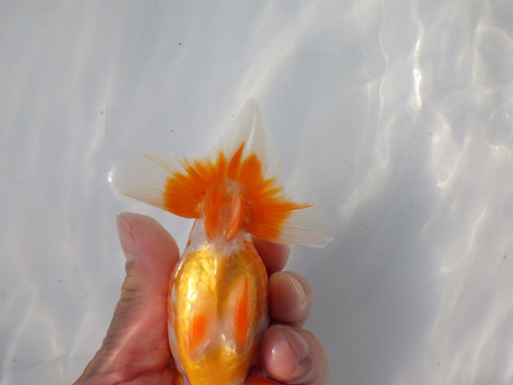 【 愛知超優良系統様】 背も綺麗です 当歳らんちゅう 四ッ尾 二本舵 約13㎝ メス?