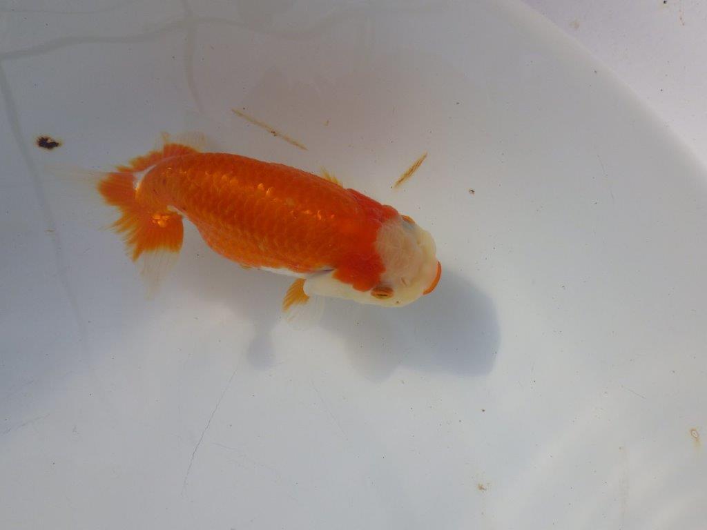 【 愛知超優良系統様】 背も綺麗です 当歳らんちゅう 四ッ尾 二本舵 約13㎝ メス?