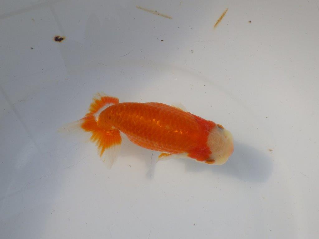 【 愛知超優良系統様】 背も綺麗です 　当歳らんちゅう　四ッ尾　二本舵　約13㎝  メス？の上身