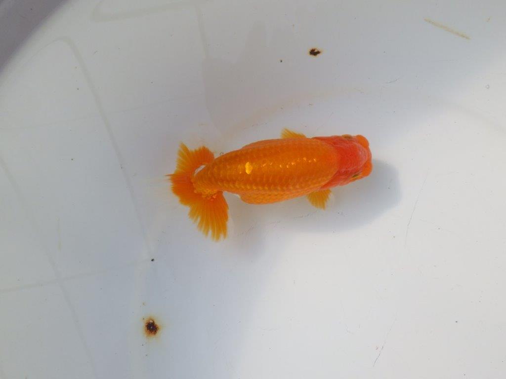 【 愛知超優良系統様】 種にもお勧め 当歳らんちゅう 四ッ尾 二本舵 約13,5㎝ オス?