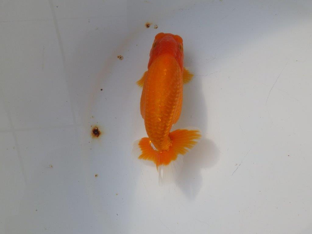 【 愛知超優良系統様】 種にもお勧め 当歳らんちゅう 四ッ尾 二本舵 約13,5㎝ オス?