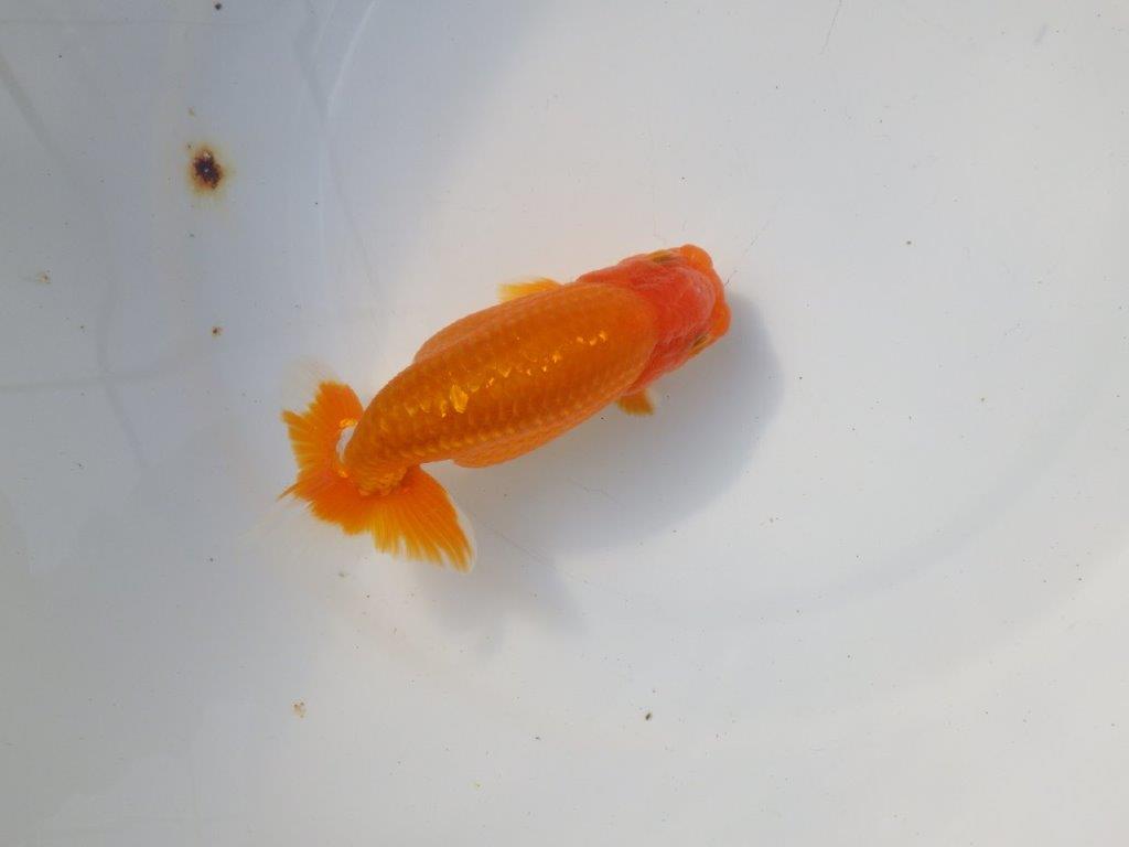 【 愛知超優良系統様】 種にもお勧め　当歳らんちゅう　四ッ尾　二本舵　約13,5㎝  オス？の上身