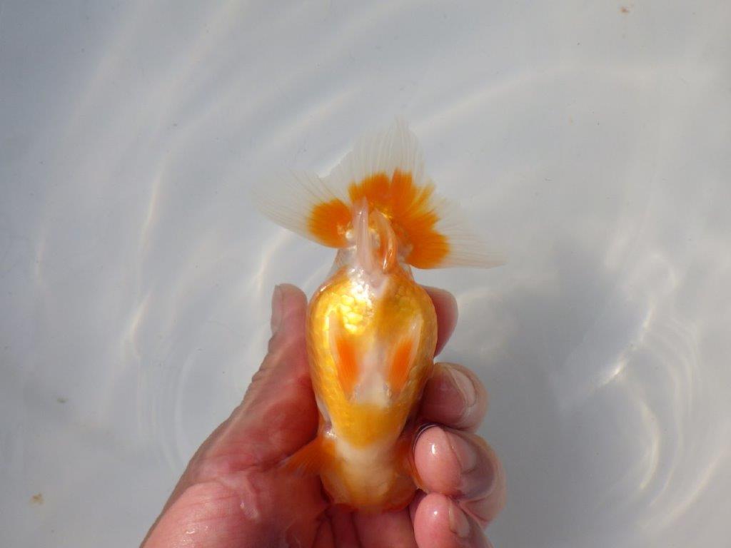 【 愛知超優良系統様】 種にお勧め当歳らんちゅう 四ッ尾 二本舵 約12,5㎝ メス?