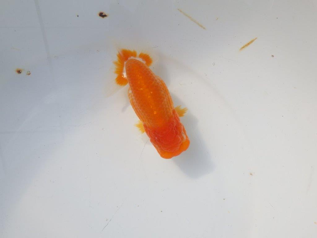 【 愛知超優良系統様】 種にお勧め当歳らんちゅう 四ッ尾 二本舵 約12,5㎝ メス?