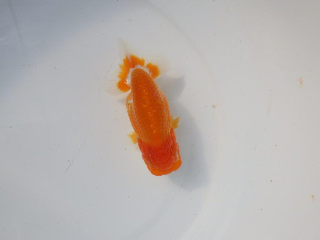 【 愛知超優良系統様】 　種にお勧め当歳らんちゅう　四ッ尾　二本舵　約12,5㎝  メス？の上身