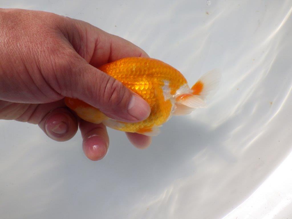 【 愛知超優良系統様】 種にお勧め当歳らんちゅう 四ッ尾 二本舵 約12,5㎝ メス?