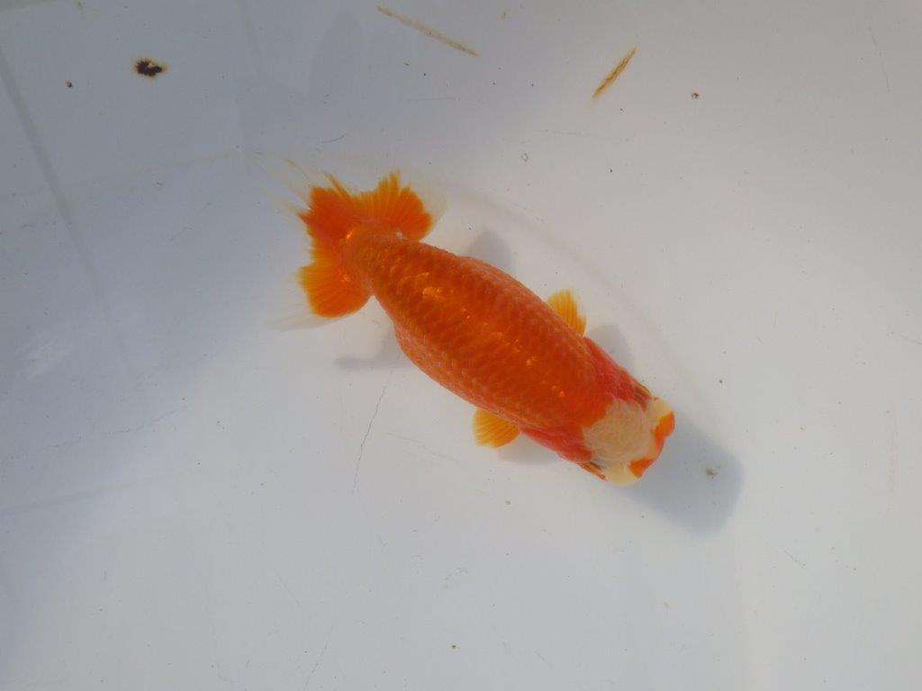 【 愛知超優良系統様】 飼い込みお勧め当歳らんちゅう　四ッ尾　二本舵　約13,5㎝  メス？