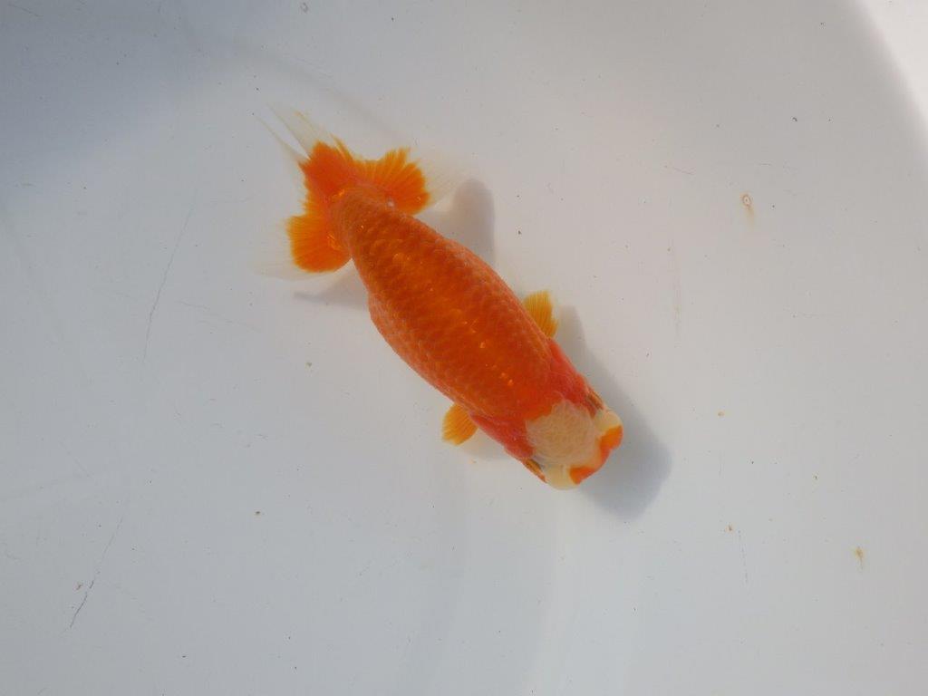 【 愛知超優良系統様】 飼い込みお勧め当歳らんちゅう　四ッ尾　二本舵　約13,5㎝  メス？の上身