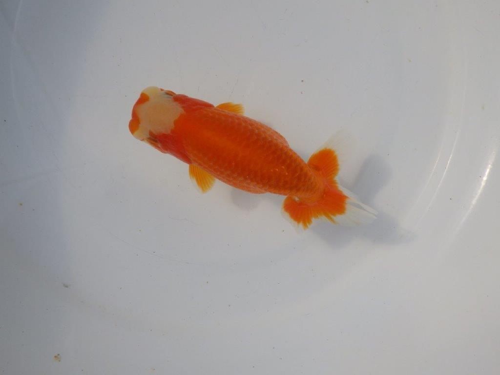 【 愛知超優良系統様】 飼い込みお勧め当歳らんちゅう　四ッ尾　二本舵　約13,5㎝  メス？