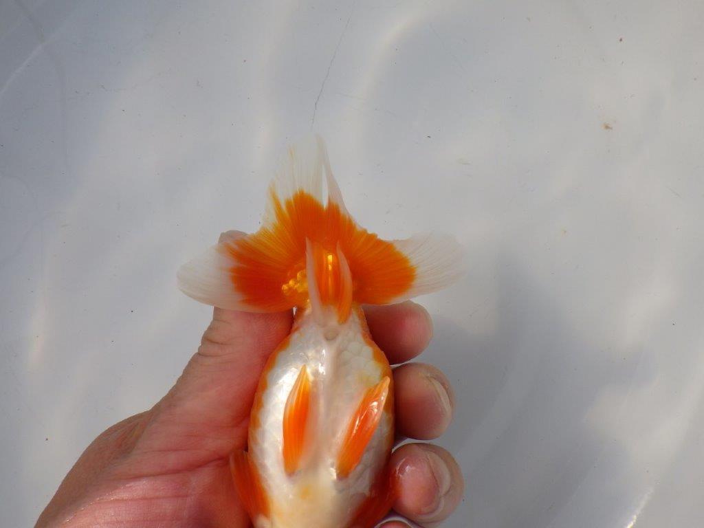 【 愛知超優良系統様】 飼い込みお勧め当歳らんちゅう　四ッ尾　二本舵　約13,5㎝  メス？