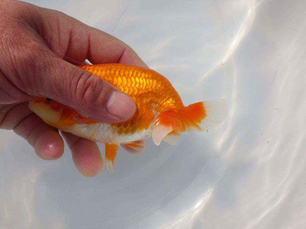 【 愛知超優良系統様】 飼い込みお勧め当歳らんちゅう　四ッ尾　二本舵　約13,5㎝  メス？