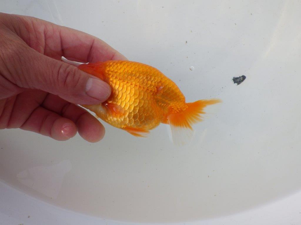 【東大関系統 種にもお勧めの系統 】尾型、構えが良い 当歳らんちゅう 約12,5㎝ オス?